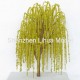 willow tree 01